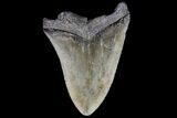 Bargain, Fossil Megalodon Tooth - Georgia #76465-1